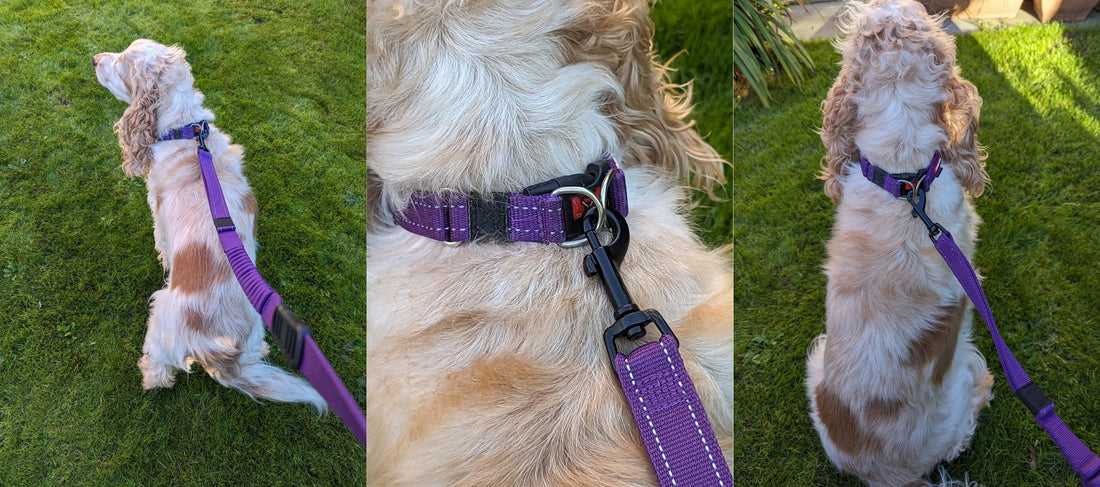 EzyDog Double Up Collar with Amber the Cocker Spaniel