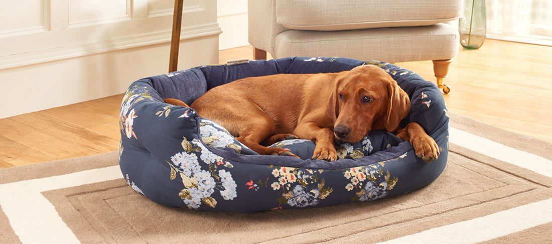 Laura Ashley British Made Dog Bed with Dog