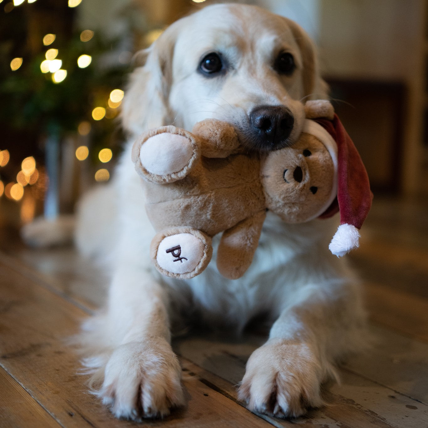 Christmas Teddy Dog Toy in Dogs Mouth