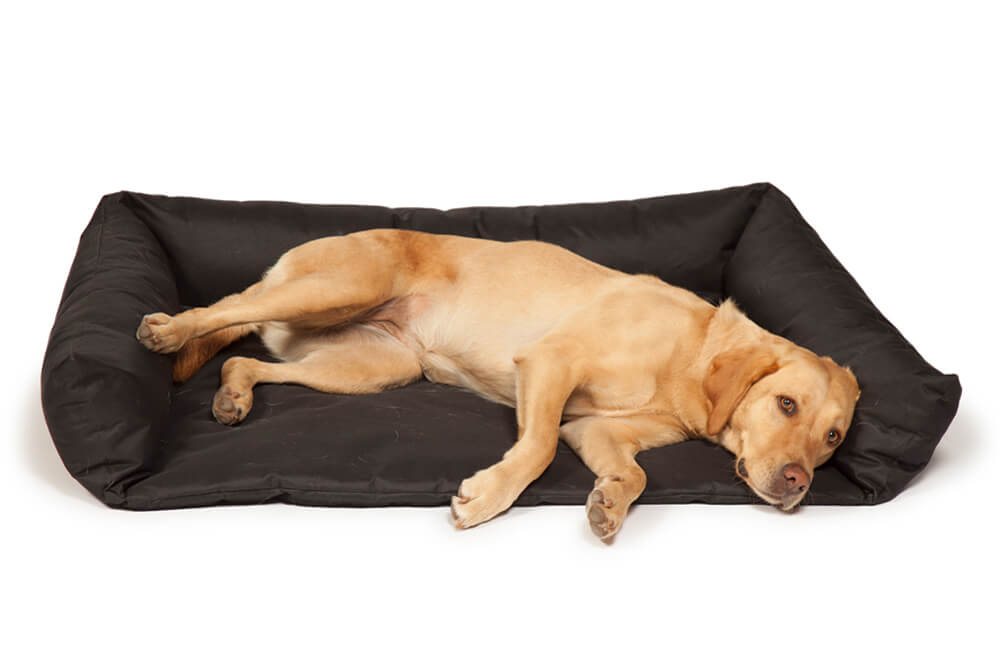 Boot Bed