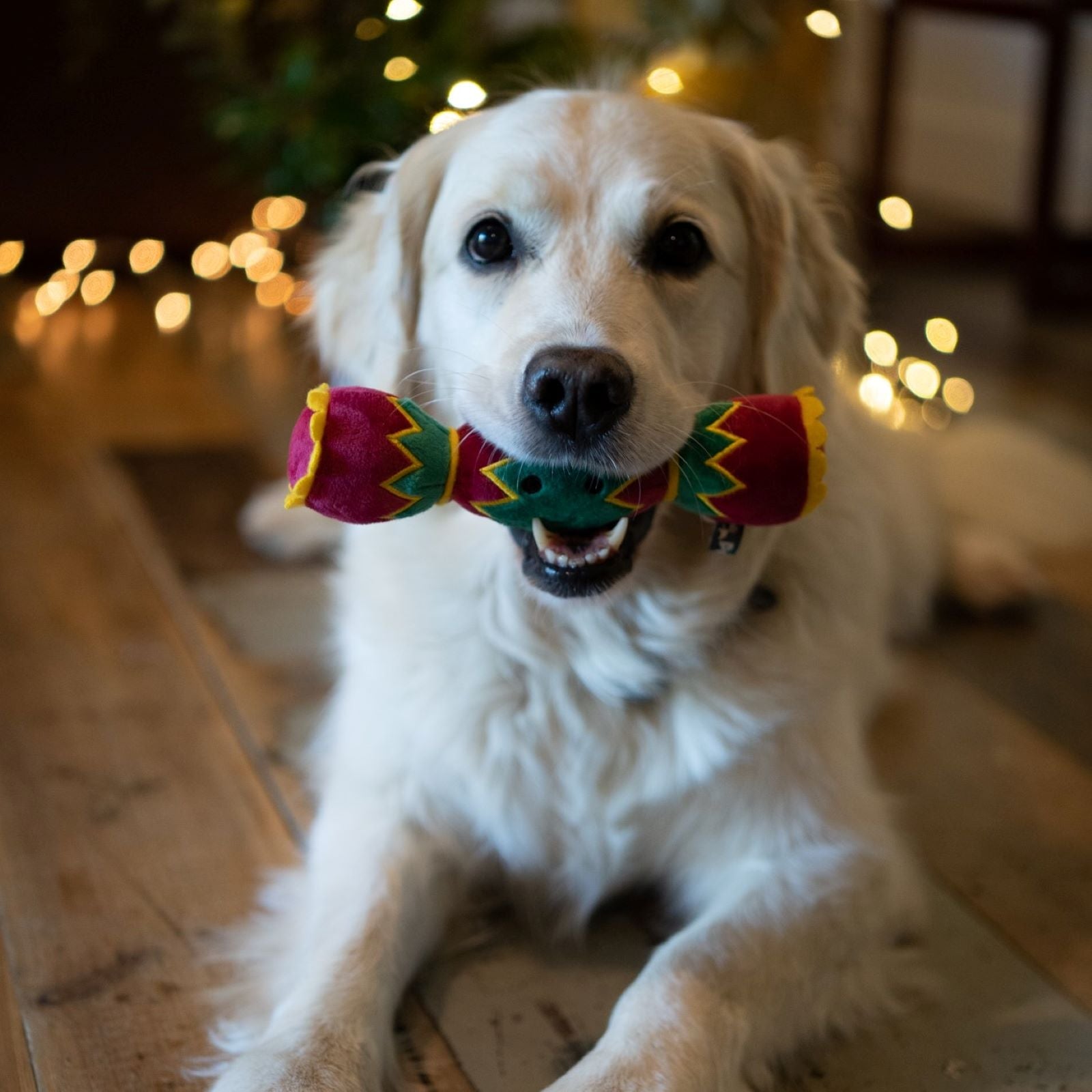 Petface Christmas Cracker Dog Toy in Dogs Mouth 2