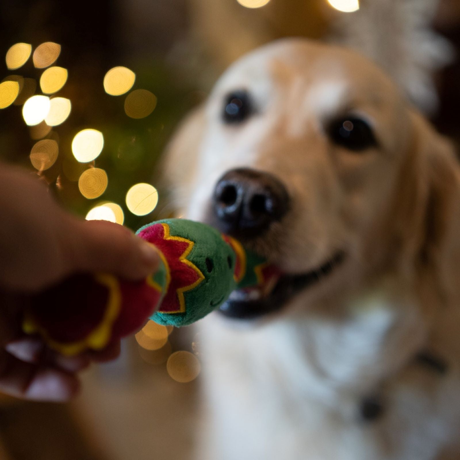 Petface Christmas Cracker Dog Toy in Dogs Mouth 2