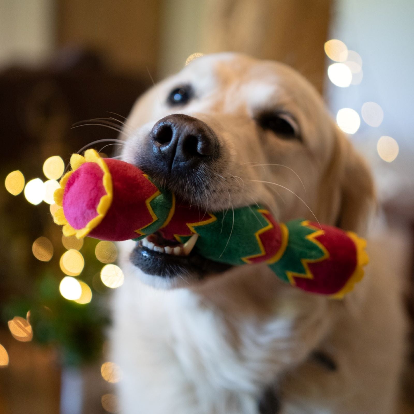 Petface Christmas Cracker Dog Toy in Mouth Close