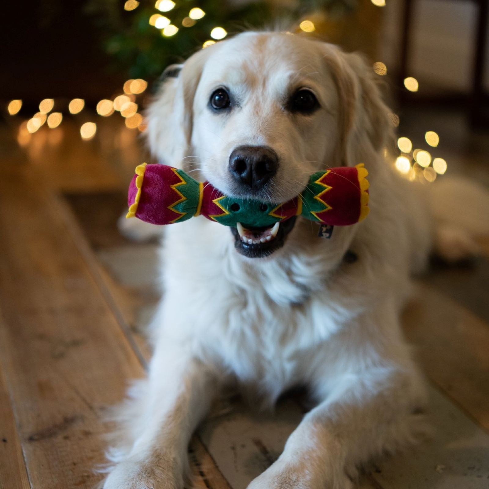 Petface Christmas Cracker Dog Toy in Mouth