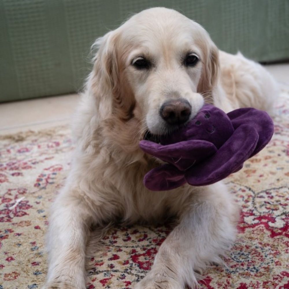 Petface Ruby Red Cabbage - with Dog