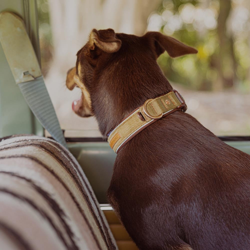 EzyDog Corduroy Neo Dog Collar with Dog