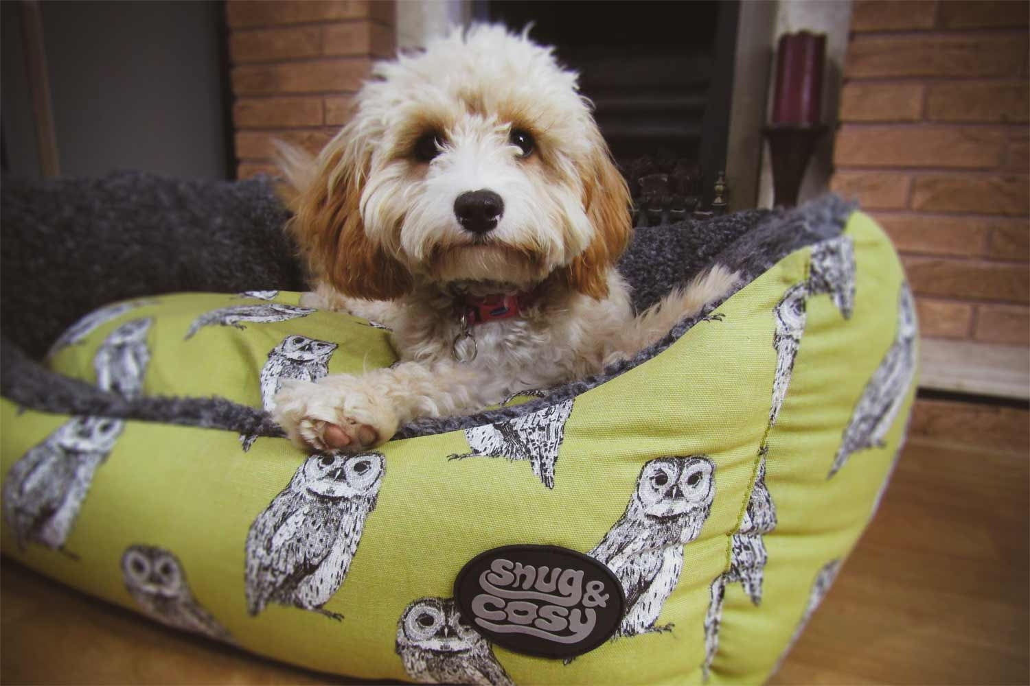 Owl Print Dog Bed with Dog