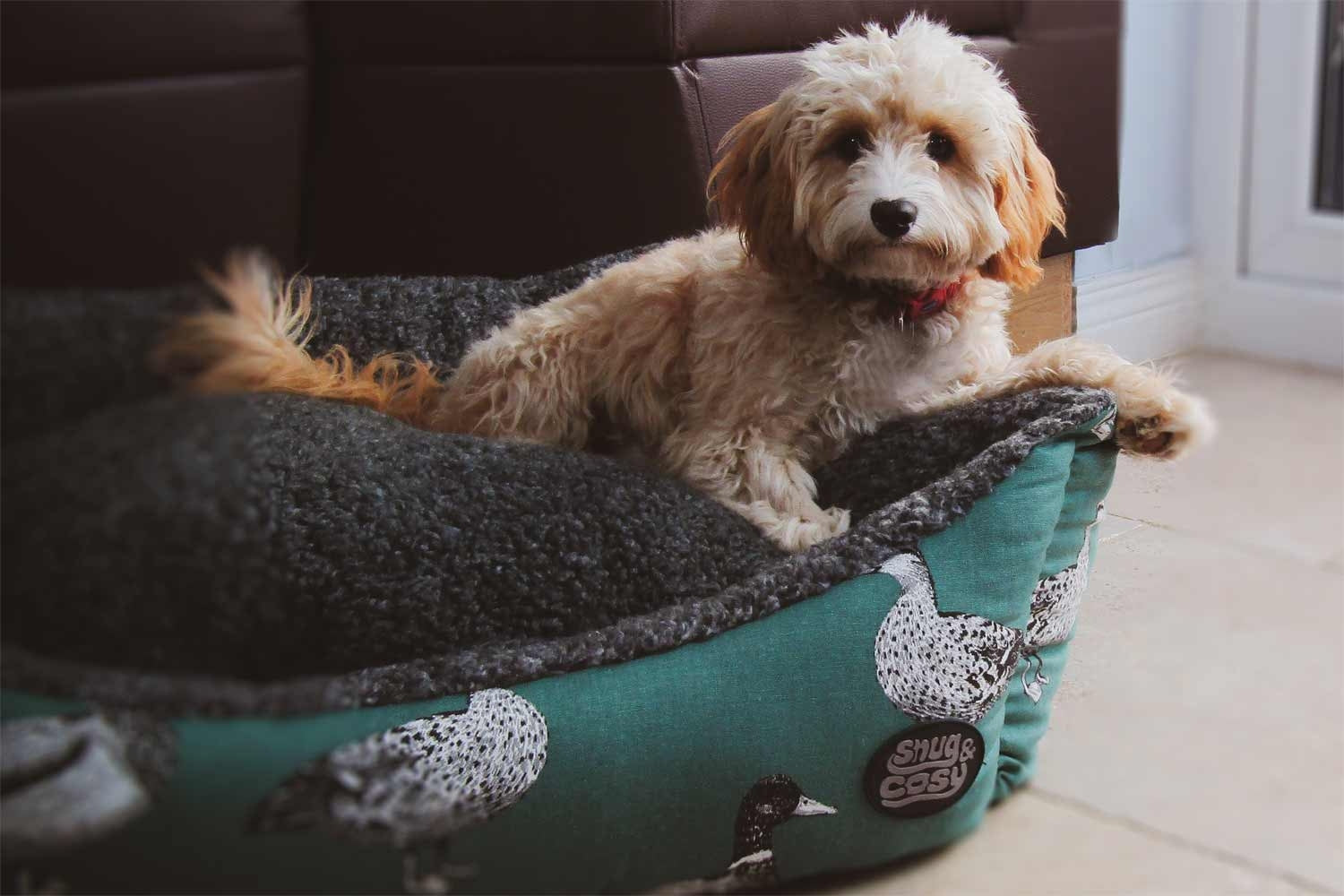 Teal Duck Dog Bed with Dog