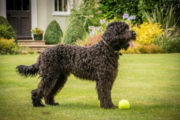 Petface Tennis Balls 12 Pack