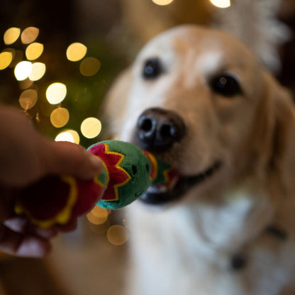 Petface Christmas Cracker Dog Toy in Dogs Mouth 2
