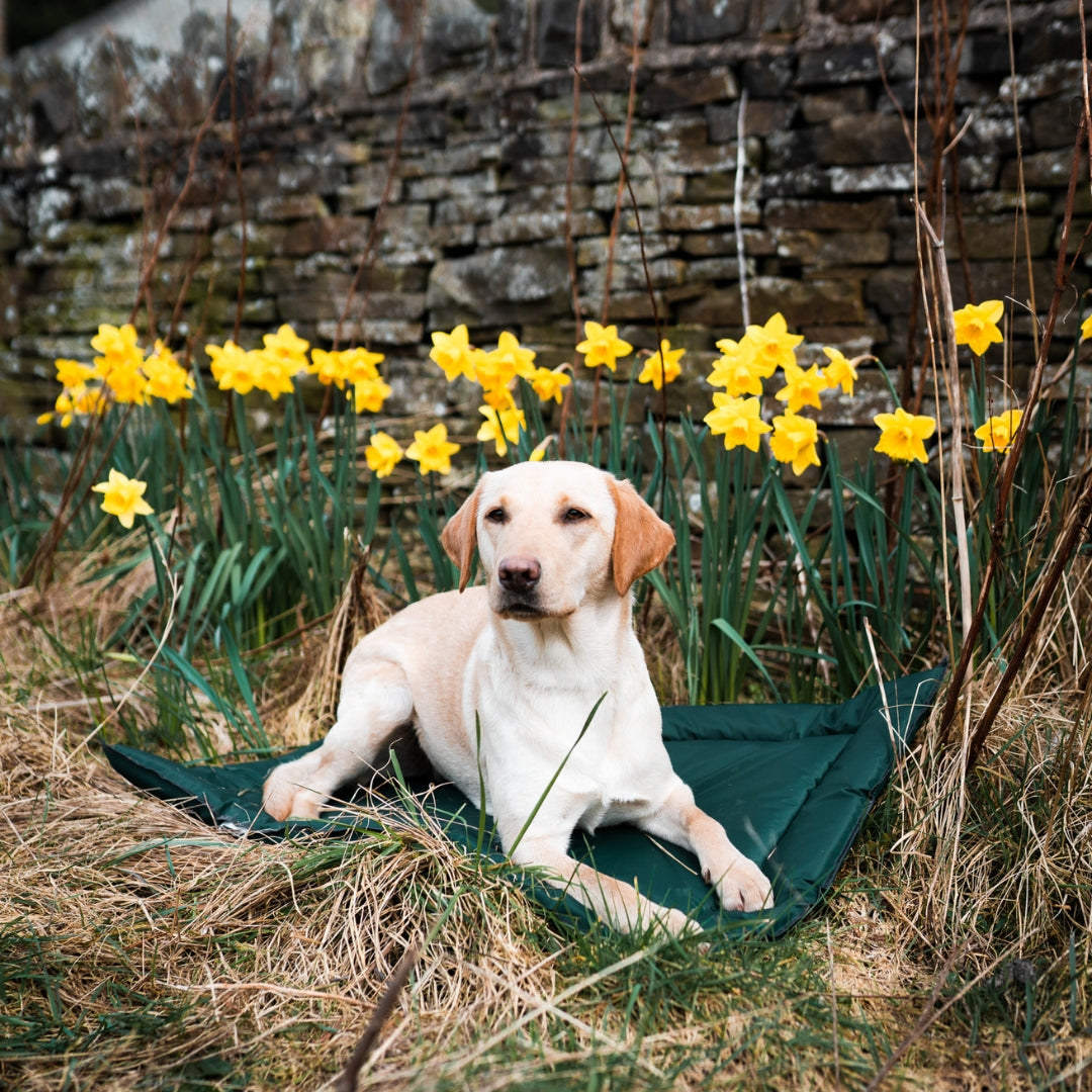Danish Design Country Cage Mat in garden with dog