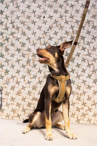 EzyDog Corduroy Chest Plate Harness on Dog