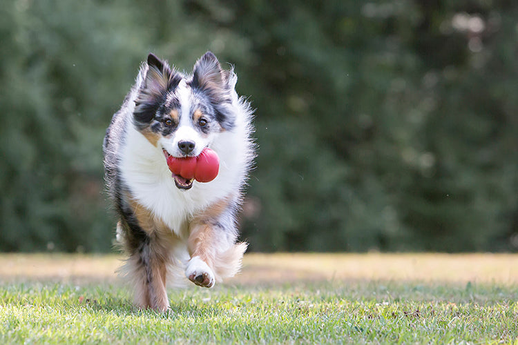KONG Classic Dog Toy